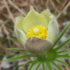 Светла Галиева, 26.04, Учалы