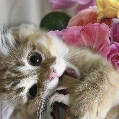 Ольга Новикова, 01.06.1969, Ярославль