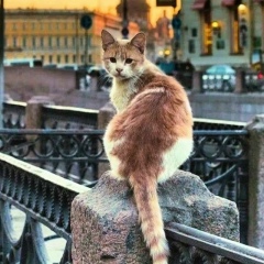 Jfcjtdjtxktc Nfxrd, 04.08, Санкт-Петербург