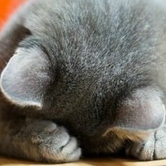 Лілія Федів, 04.02.1991, Львов