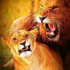 Эльёр Джалилов, 21.10.1986, Ташкент