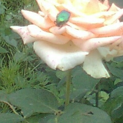 Иванна Ревега, 05.01