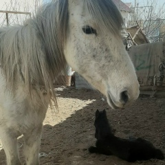 Айсулу Айсдиль, 29.12.1987