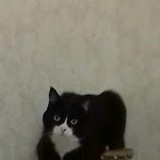 Роман Кот