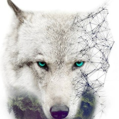 Александр Ще, Санкт-Петербург