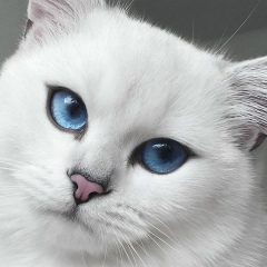 Ксеша Сафронова, 03.01.1987, Москва