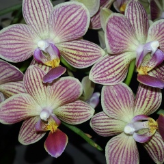 Ірина Бєлова, 30.12, Кременец