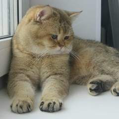 Лимания Абдулазимова, 13.03.1968, Грозный