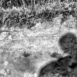 Альберто Гваделупе, Lemonville