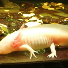 Юрий Солдатов, Москва