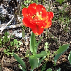 Лиана Дьяконова, 03.03.1984, Уфа