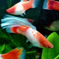 Далика Шетлер, 26.07, Санкт-Петербург