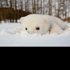 Чудо Возраст