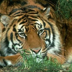 Леха Разаков, Санкт-Петербург