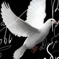 Милан Шнайдер, 29.06