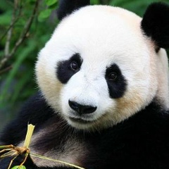 John Gold, 02.02.1938