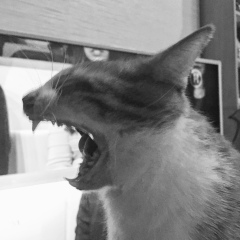 Летта Венгрус, 18.05, Санкт-Петербург