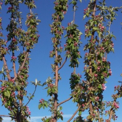 Данара Хисмеденова, 01.02, Атырау