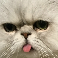 Николай Александрович, 11.11.1917