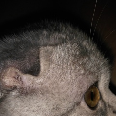 Наташа Кушнір