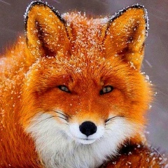 Елена Митина, 31.12, Великий Новгород