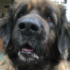 Ольга Акопян (стёпырева), 17.05.1970, Владивосток