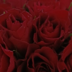 Наталья П, Краснодар