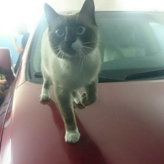 Денис Копылов, 13.02.1983, Новосибирск