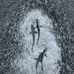 Иса Уцаев, 17.11, Los Angeles