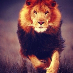 Павел Гречишников, 22.08, Ipswich