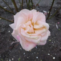 Оленька Прынкова, 10.09