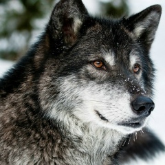 Магомед Велиев, 03.05.1990, Светлый