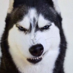 Михаил Погурский