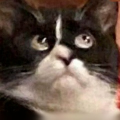 Денис Денис