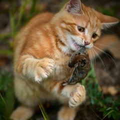 Максим Некрасов, 14.12.1976, Санкт-Петербург