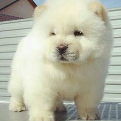 Лобар Салаева