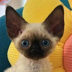 Наташа Болат, 14.05.2003, Москва