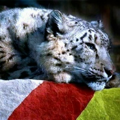 Батик Джиоев, 14.12.1987, Владикавказ