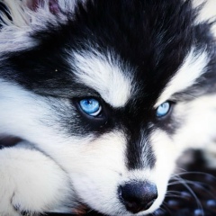 Щенки Помски, 01.01, Санкт-Петербург