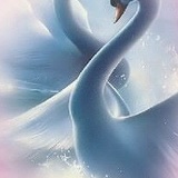 Салима Сава, 23.12.1982