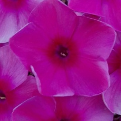 Нюша Счастье, 08.03, Александровск