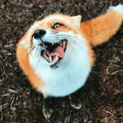 Вячеслав Суха, 09.01, Котлас