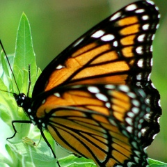 Наталья Ачимова, 28.08, Сургут