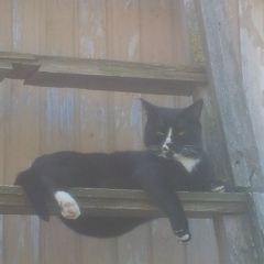 Иван Истомин, 05.05.1993, Солнечногорск