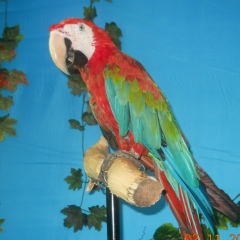 Nikolas Keydj, 28.03.1979, Краснодар