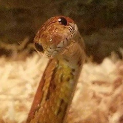 Весна Вороненкова, 15.04, Киев