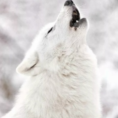 Мансур Нохчи, 18.12