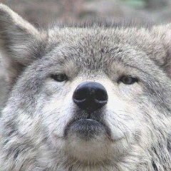 Саид-Хусейн Бухадиев, 01.12, Гудермес