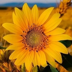 Екатерина Горшкова, 04.02.1988