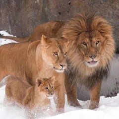 Камалудин Магомедов, 13.05, Москва